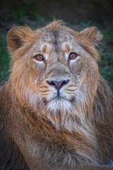Obraz premium Young Asiatic Lion headshot looking at camera with intense amber eyes and curious expression