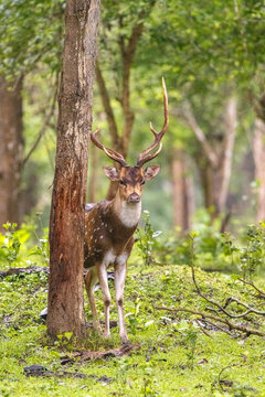 A Spotted Deer standing adjacent to a tree in dense forest of Nagarhole National Park (Kabini), India - Photo taken in the rainy season