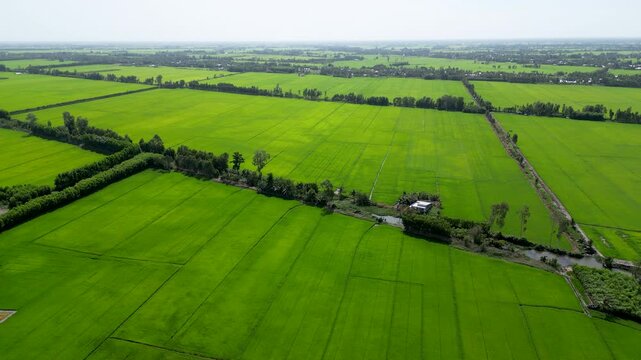 Panoramic aerial view of vast green ST25 rice field patchwork and canals in Vietnam