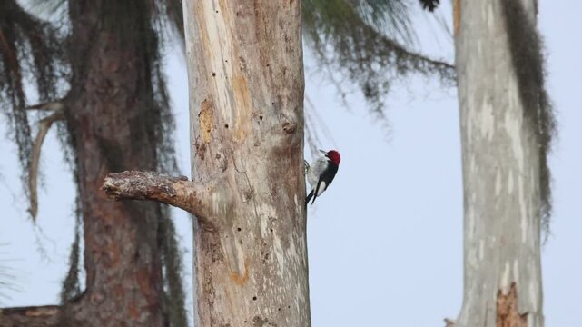A Red-headed Woodpecker, Melanerpes erythrocephalus, perching on the side of a tree trunk.