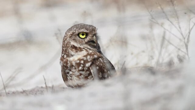 A cute Burrowing Owl, Athene cunicularia, standing at the edge of its burrow.