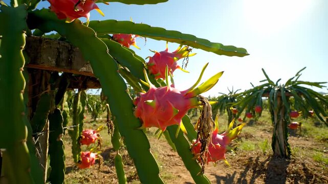 Dragon fruit plants growing in a sunny orchard with ripe pink fruits.
