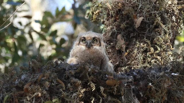  A cute baby Great Horned Owl, Bubo virginianus, on its nest in a tree panting on a hot day. 