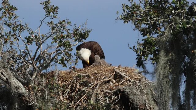 A Bald Eagle, Haliaeetus leucocephalus, feeding its chick on the nest.