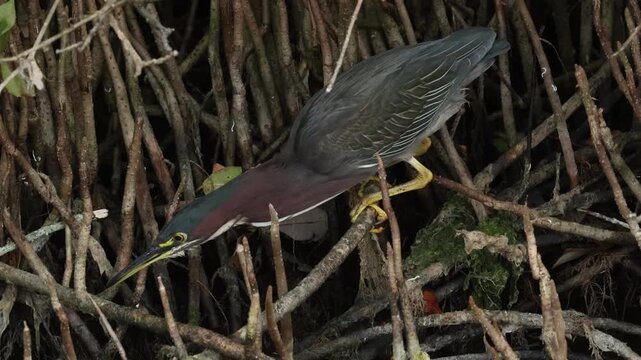 A Green Heron, Butorides virescens, feeding at the edge of a mangrove swamp.