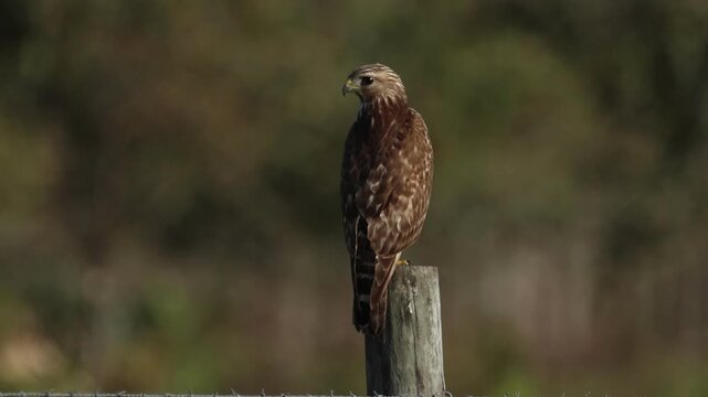 A magniificent Red-shouldered Hawk, Buteo lineatus, perching on a post.
