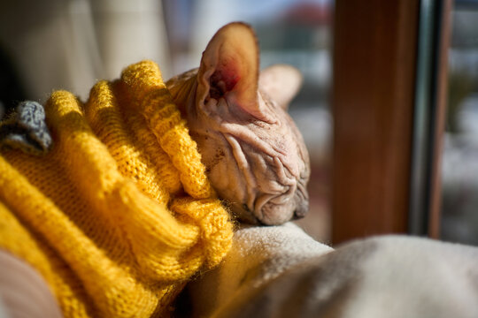 Cat sleeps on a cozy sweater by a window in winter morning light while enjoying warmth and comfort indoors