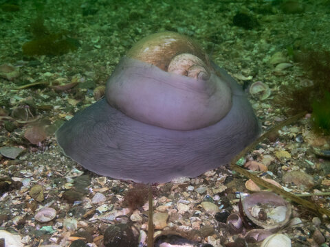 Moon Snail
