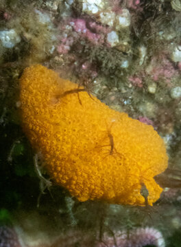 Orange Sheath Tunicate and Japanese Skeleton Shrimp