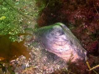 West Atlantic Surf Clam © Neil