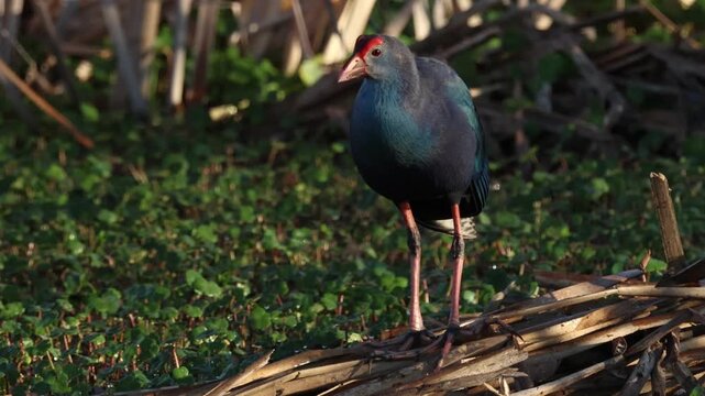 A Gray-headed Swamphen, Porphyrio poliocephalus, standing on reeds in a wetland area.