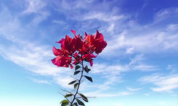 Beautiful Red Bougainvillea Flowers Swaying Against Blue Sky with Moving Clouds - Low Angle View