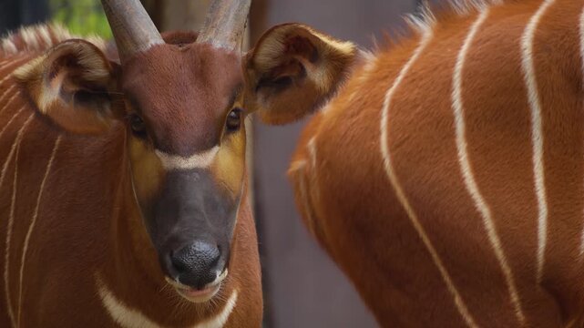 Close up of an bongo bongo antelope standing ona meadow and looking around on a cloudy day
