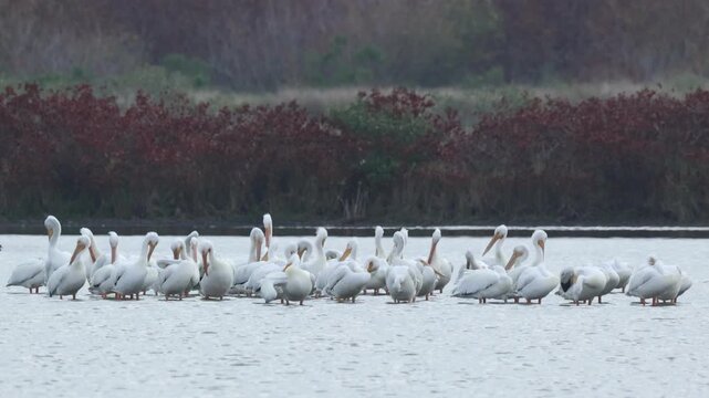 White Pelicans, Pelecanus erythrorhynchos, standing in a lake resting and preening.