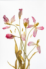 Bukiet suchych tulipanów na białym tle – podświetlone płatki i widoczna struktura kwiatów © Elżbieta Kaps