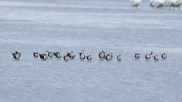 A flock of Black Skimmers, Rynchops niger, resting and landing in a lake.