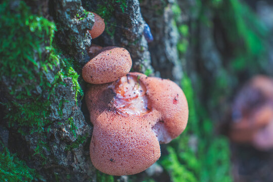 High angle view of Fistulina hepatica mushroom (a.k.a. beefsteak fungus). Edible mushroom, rich in vitamin c.