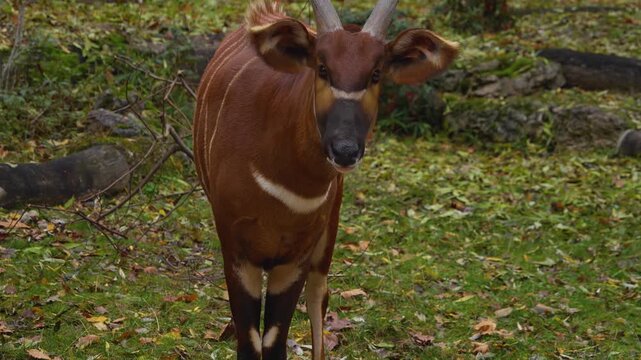 Close up of an bongo bongo antelope standing ona meadow and looking around on a cloudy day
