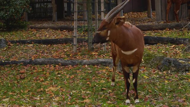 Close up of an bongo bongo antelope standing ona meadow and looking around on a cloudy day
