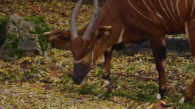 Close up of an bongo bongo antelope standing ona meadow and looking around on a cloudy day
