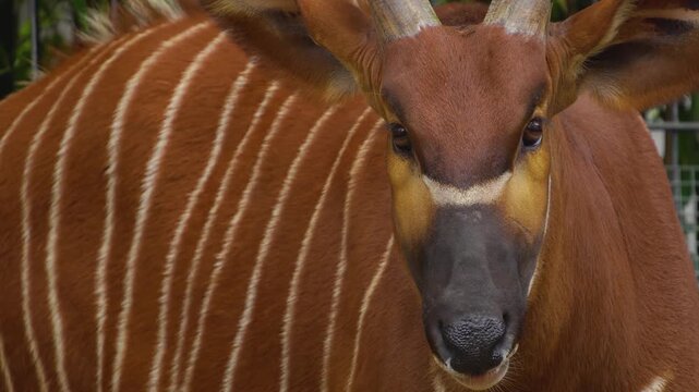 Close up of an bongo bongo antelope standing ona meadow and looking around on a cloudy day
