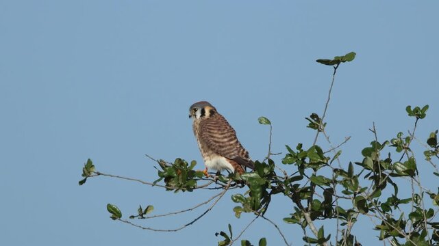 An hunting American Kestrel, Falco sparverius, perching on tree.