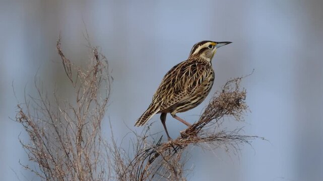 A singing Eastern Meadowlark, Sturnella magna, perching on grass seeds.