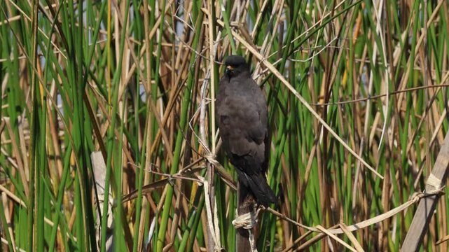 A male Snail Kite, Rostrhamus sociabilis, perching in the reeds growing at the edge of a lake. It is hunting for Apple Snails, Pomacea paludosa which make up a big part of its diet.
