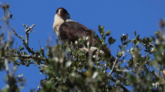 A magnificent Crested Caracara, Caracara plancus, perching on top of a tree.