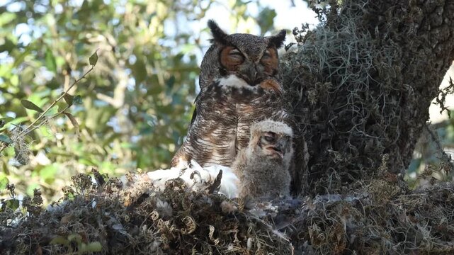 A cute baby Great Horned Owl, Bubo virginianus, on its nest in a tree panting on a hot day. One of the parent birds is standing behind it sleeping.
