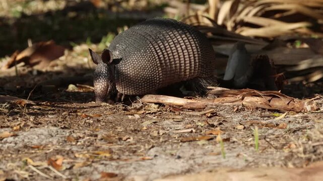 A magnificent  Armadillo, Dasypus novemcinctus, hunting around for food in the sandy soil.