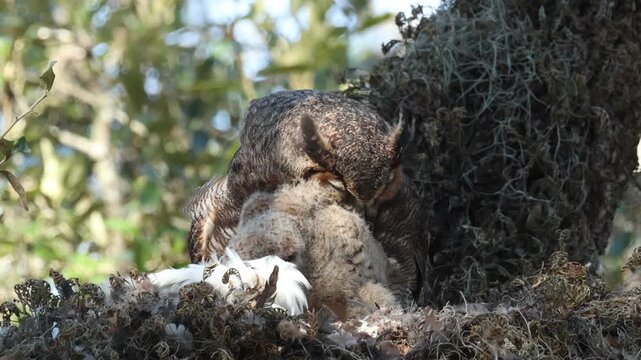 A cute baby Great Horned Owl, Bubo virginianus, on its nest in a tree with one of the parent birds who is preening it.