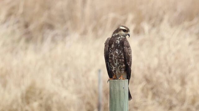 A female Snail Kite, Rostrhamus sociabilis, perching on a post at the edge of a wet area. It is hunting for Apple Snails, Pomacea paludosa which make up a big part of its diet.
