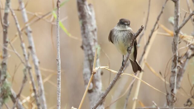 An Eastern Phoebe, Sayornis phoebe, perching on a branch of a tree.