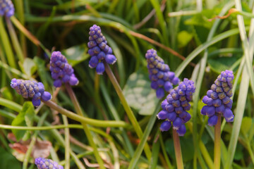Muscari botryoides commonly known as  grape hyacinth