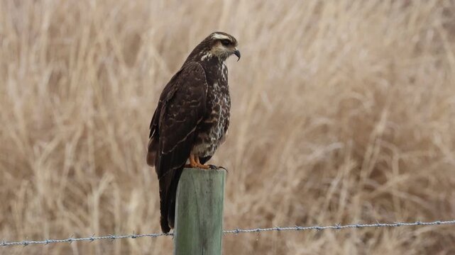 A female Snail Kite, Rostrhamus sociabilis, perching on a post at the edge of a wet area. It is hunting for Apple Snails, Pomacea paludosa which make up a big part of its diet.