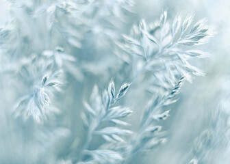 Subtelne fioletowe kwiaty w miękkim świetle. Romantyczne ujęcie makro w pastelowych barwach. Idealne tło florystyczne do projektów ślubnych i eleganckich zaproszeń. © Henryk Niestrój