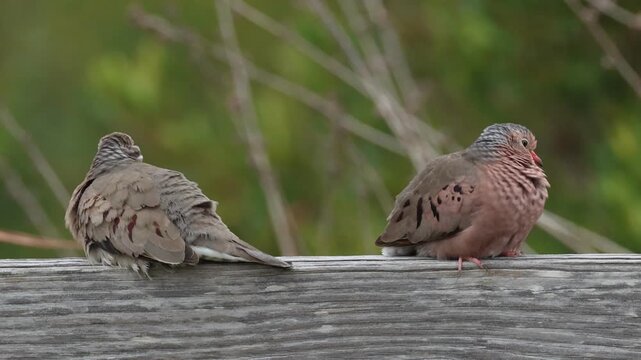 Two Common Ground Dove, Columbina passerina, perching on a wooden fence.