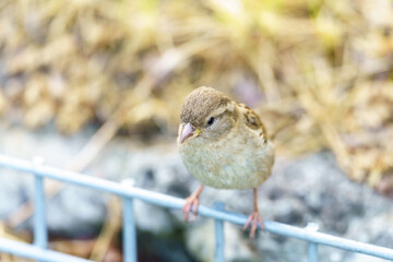 Wróbel domowy siedzący na niebieskim metalowym płocie. Zbliżenie na małego ptaka w miejskim parku na rozmytym tle. Naturalny portret ornitologiczny. © Henryk Niestrój