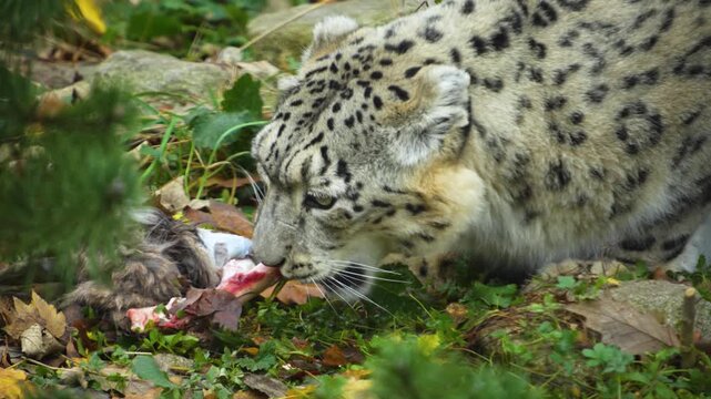 Close up snow leopard eating and chewing around a bone on a cloudy day in autumn