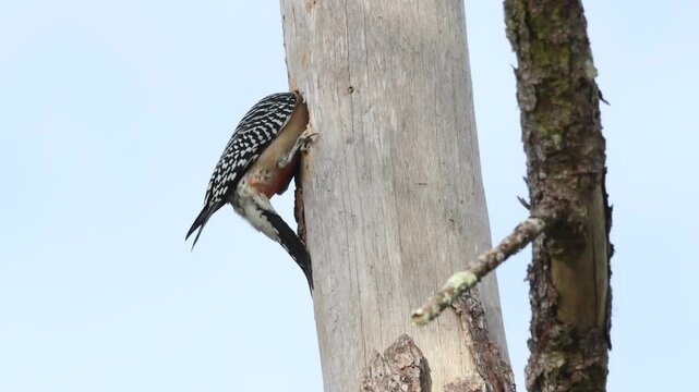 A Red-bellied Woodpecker, Melanerpes carolinus, pecking  at a hole in a tree trunk.