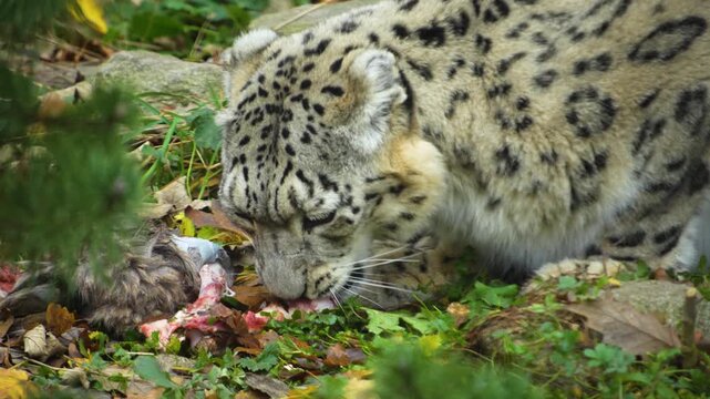 Close up snow leopard eating and chewing around a bone on a cloudy day in autumn