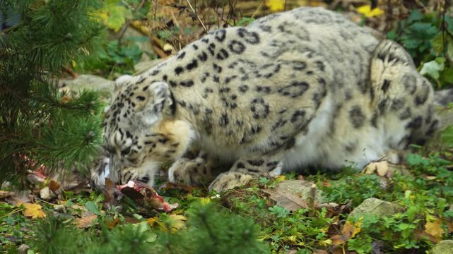 Close up snow leopard eating and chewing around a bone on a cloudy day in autumn
