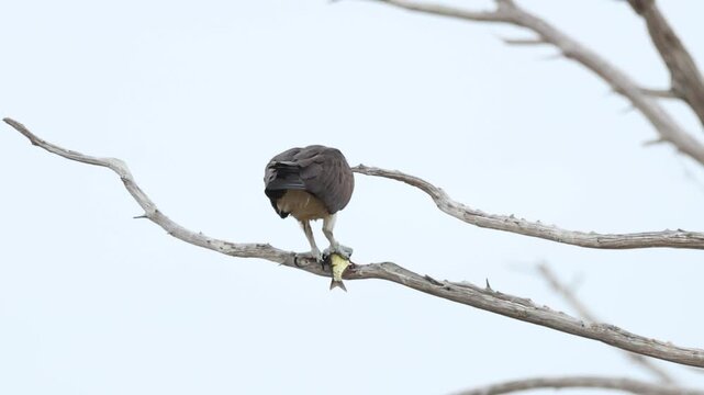 An Osprey, Pandion haliaetus, eating a fish it has just caught on a tree.