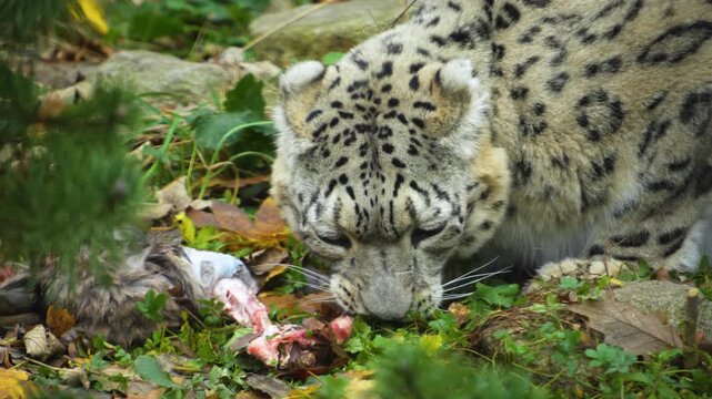 Close up snow leopard eating and chewing around a bone on a cloudy day in autumn