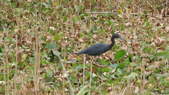A Little Blue Heron, Egretta caerulea, hunting for food in a wetland area.