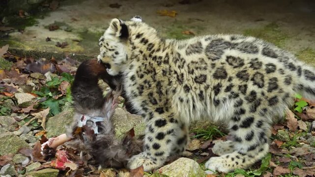 Close up snow leopard eating and chewing around a bone on a cloudy day in autumn