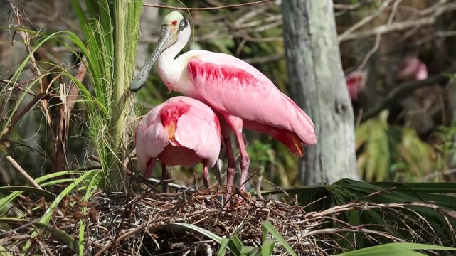 Two stunning Roseate Spoonbills, Platalea ajaja, on their nest with theit newly hatched chicks..