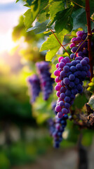 Ripe purple grapes growing on vineyard vine in warm sunset light representing agriculture and winemaking.