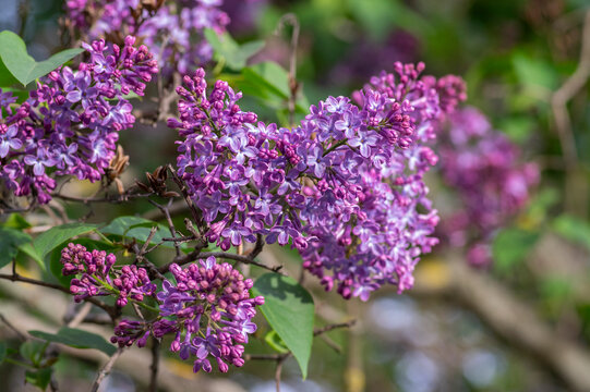 Syringa vulgaris violet purple flowering bush, groups of scented flowers on branches in bloom, common wild lilac tree